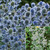 Eryngium Collection