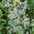 Eryngium Collection