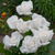 Rose Ivory Perfume