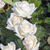 Rose Ivory Perfume