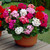 Geranium Century F1 Red