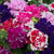 Petunia Pirouette Mix (Garden Ready)