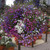 Lobelia Regatta Mix