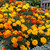 French Petite Mix Marigold Dwarf