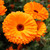 Calendula Orange King