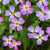 Stock Virginia Malcomia Maritima