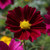 Cosmos Gazebo Red