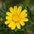 Corn Marigold Glebionis Segetum