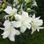 Double Oriental Lily Collection (B)