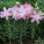 Double Oriental Lily Collection (B)