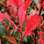 Photinia Little Fenna