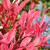 Photinia Little Fenna