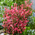 Photinia Little Fenna