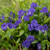 Vinca minor temptation