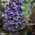 Ajuga reptans 'Black Scallop'