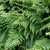 Pteridium aquilinum (Common Bracken)
