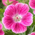 Geranium Elke 1L