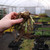 Iris pumila Gypsy Boy (Potted)