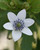 Anemone rivularis Glacier (Potted)