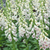 Digitalis purpurea Dalmatian White