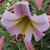 Lilium Eastern Moon