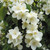 Philadelphus Coronarius (Loose)