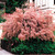 4 Impact Shrub Collection