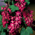 4 Impact Shrub Collection