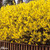 4 Impact Shrub Collection