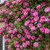 Climbing Rose Collection