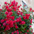 Climbing Rose Collection