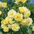 Climbing Rose Collection