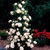Climbing Rose Collection