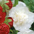 Alcea Double Collection (7cm Module)