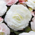 Begonia Mighty Mini Collection