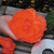 Begonia Mighty Mini Collection