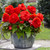Begonia Mighty Mini Collection