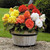Begonia Mighty Mini Collection