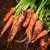 Beginner Veg Garden Seed Collection