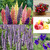 Cottage Garden Seed Collection