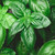 Italian Herb Collection