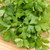 Italian Herb Collection