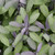 Italian Herb Collection