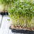 Leafy Greens Seed collection