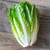 Leafy Greens Seed collection