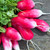 Salad Favourites Seed Collection