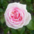 Rose Souvenir de Baden-Baden