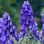 Aconitum Arendsii