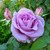 Climbing Rose Collection x6