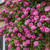 Climbing Rose Collection x6
